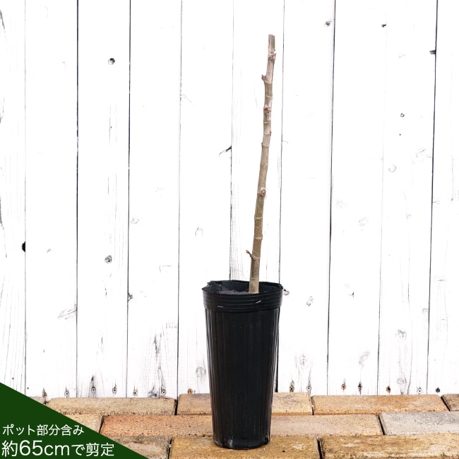 イチジク 夏秋兼用種 ホワイトゼノア 苗 販売 苗木部 By 花ひろば