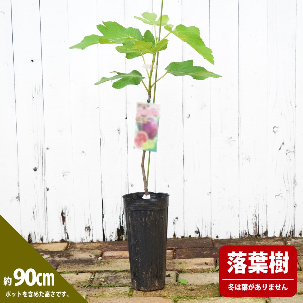 イチジク 久留米ばさろ 2