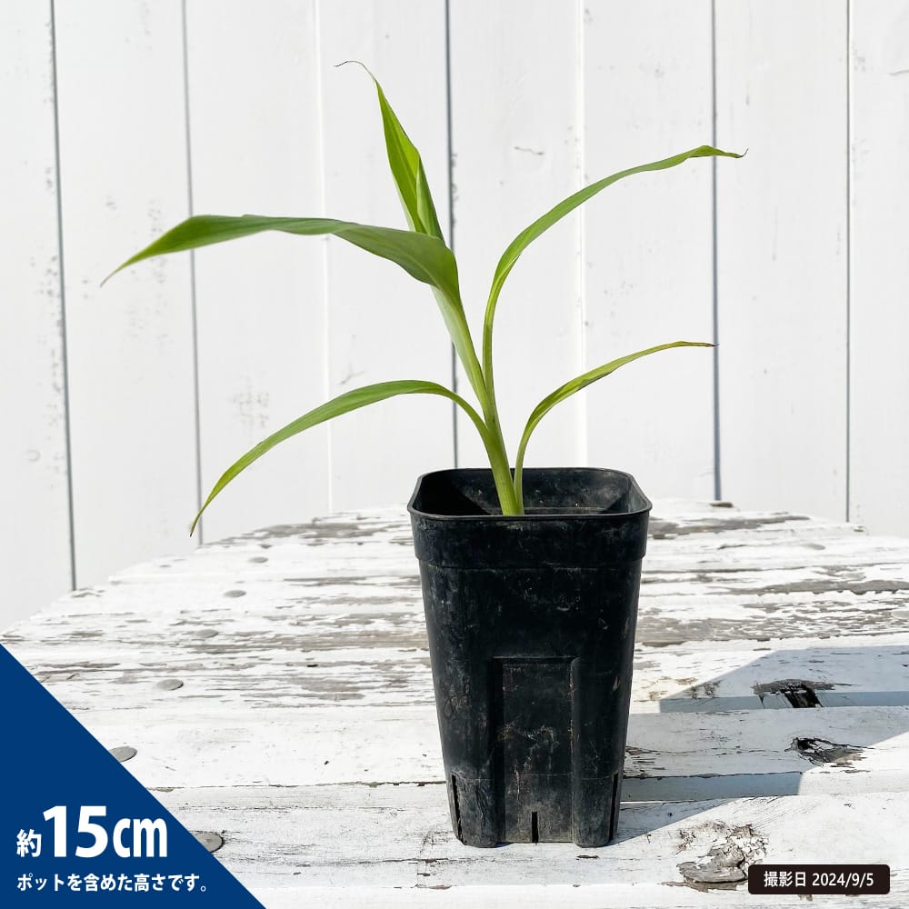 バナナ ジェームソニーバナナ 