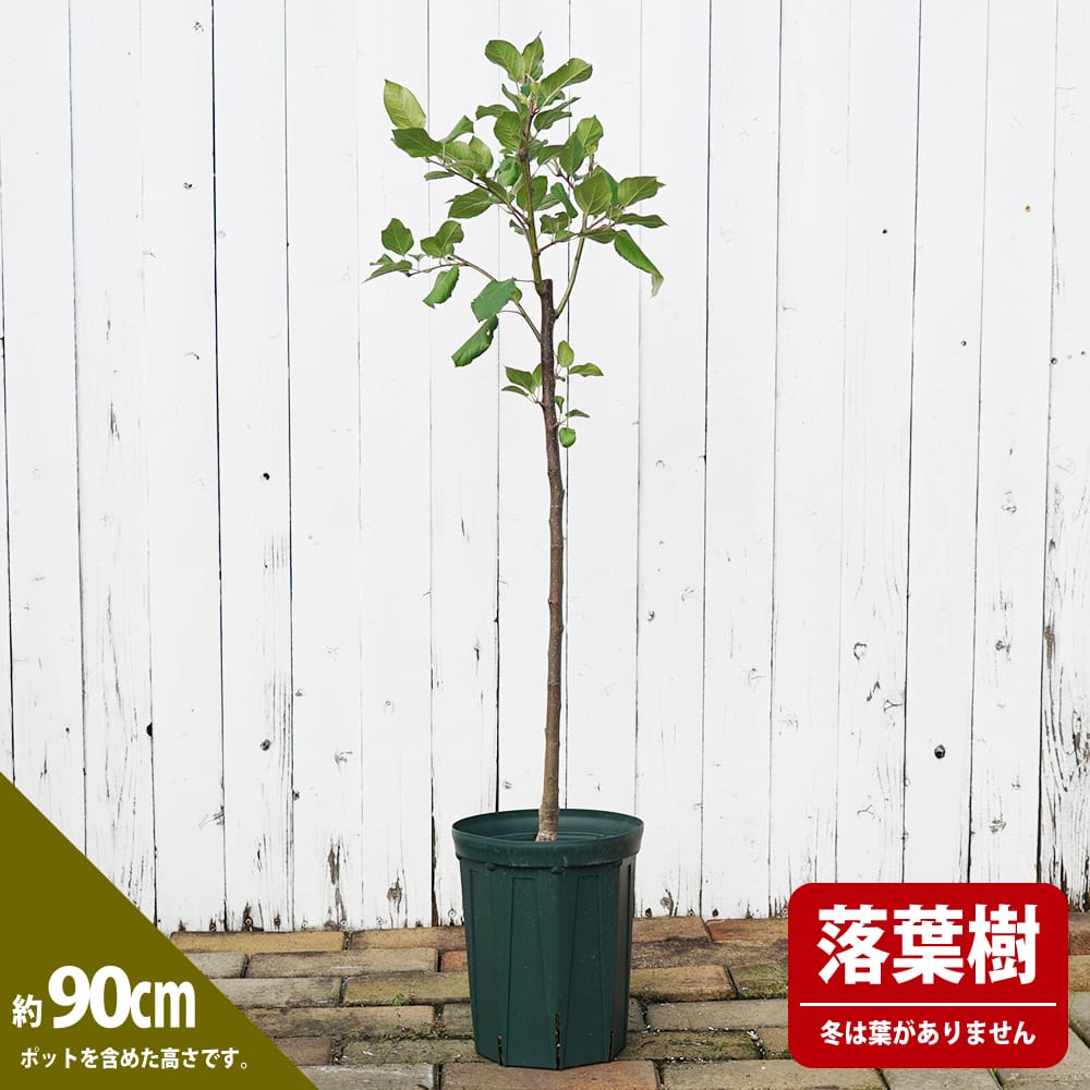 ウメ 実梅 ジャンボ高田 苗 植え方 苗木部 By 花ひろばオンライン