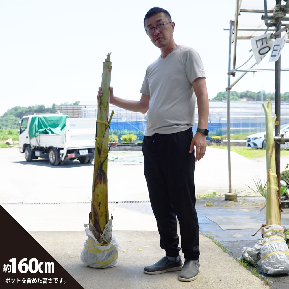 バナナ アップルバナナ 苗 通販 苗木部 By 花ひろばオンライン