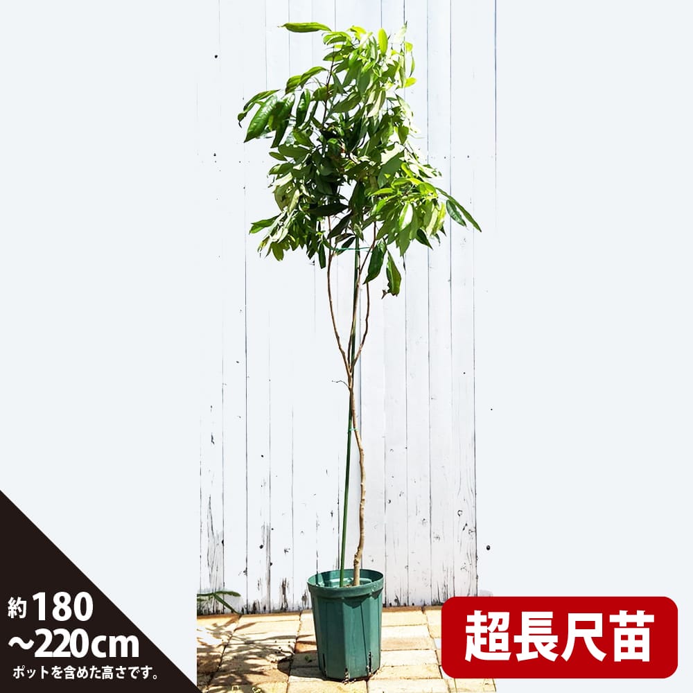 レイシ・ライチ ジャカパット 8