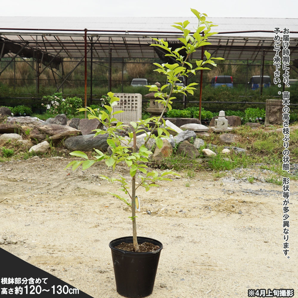柿の木(4年目) / 鉢付き / 品種不明 / 樹高：150～200㎝ 柿 太天 不完全渋柿 苗 通販 苗木部 By 花ひろばオンライン