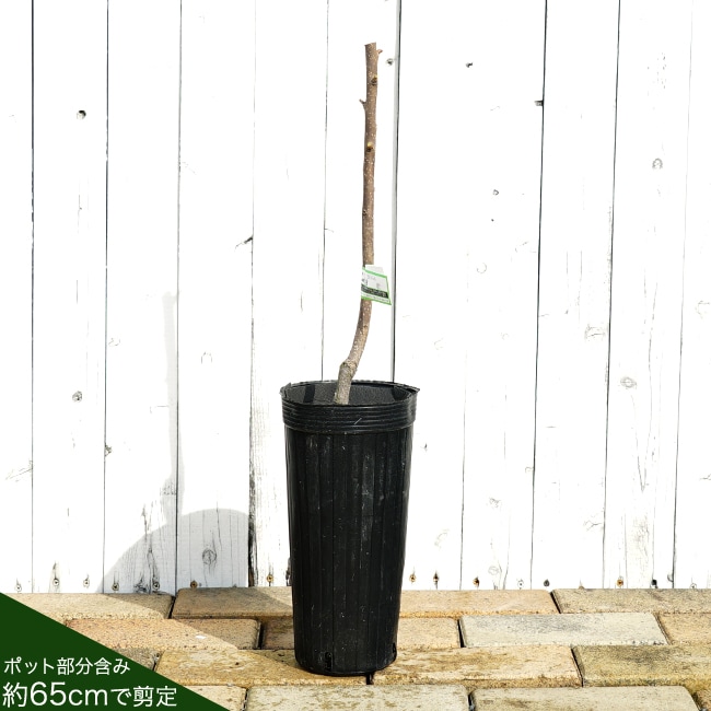 柿 完全甘柿 麗玉 苗 販売 苗木部 By 花ひろばオンライン