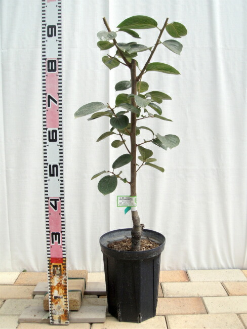 柿 不完全甘柿 甘百刄の通販 おすすめ 苗木部 By 花ひろばオンライン