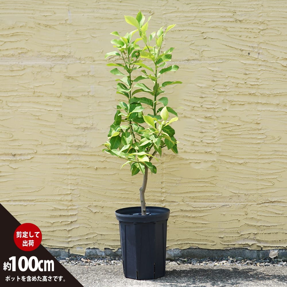 柑橘 レモン 瀬戸内レモン 苗 苗木通販 苗木部 By 花ひろばオンライン