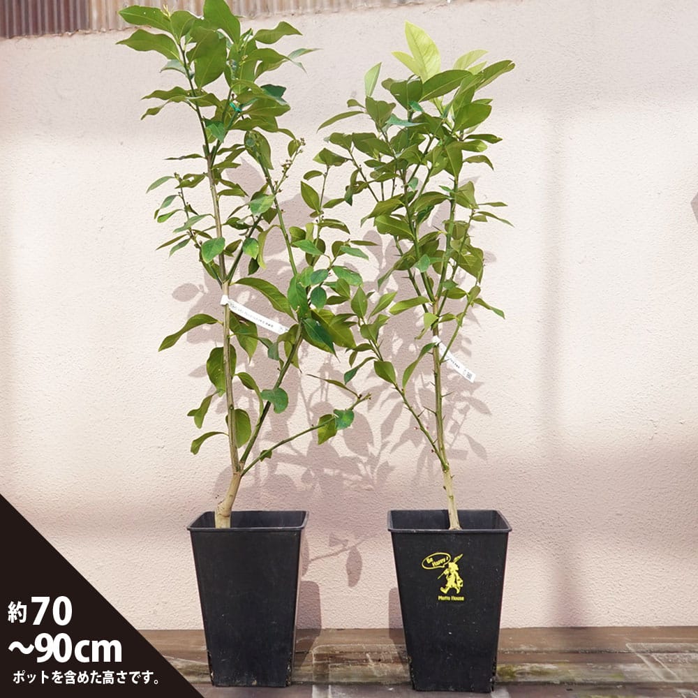 レモンの木 角鉢植えセット 【リスボンレモン＆アレンユーレカ】 2年生