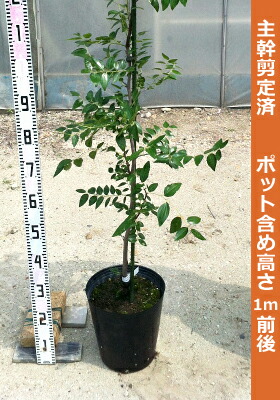 皇帝なつめ苗木 ナツメ 苗木 大実ナツメ 皇帝 15cmポット苗 なつめ 苗 棗-ブルーベリー
