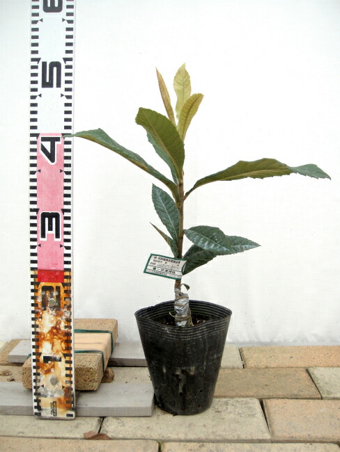 ビワ 涼峰 苗 販売 苗木部 By 花ひろばオンライン