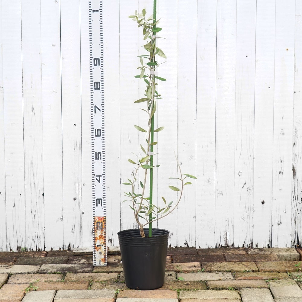 オリーブ ジャンボカラマタ 苗 販売 苗木部 By 花ひろばオンライン