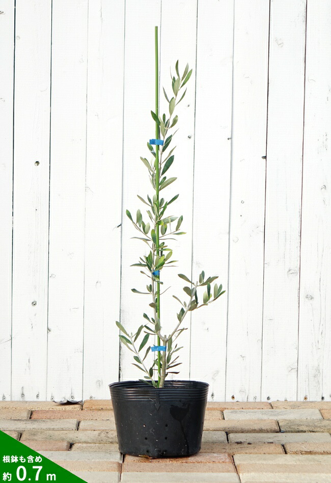 オリーブ レッチーノ 苗 販売 苗木部 By 花ひろばオンライン