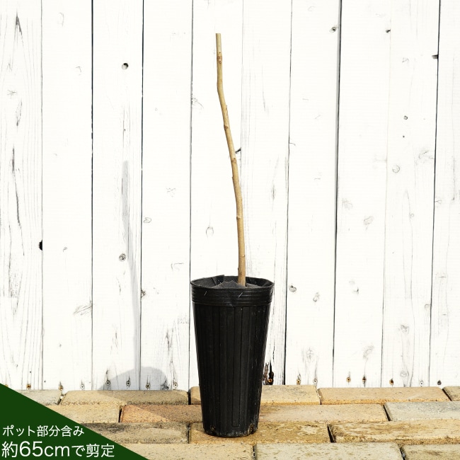 クルミ オニグルミ 苗 販売 苗木部 By 花ひろばオンライン