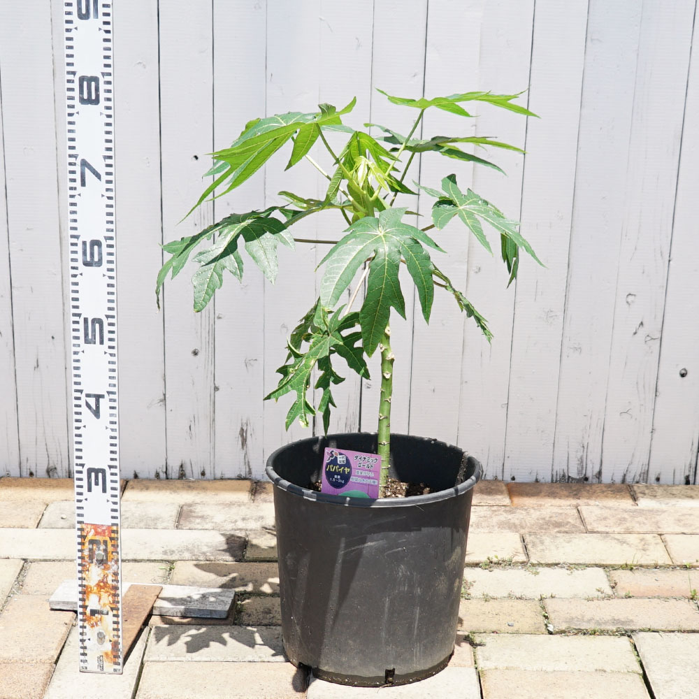 パパイヤ 青パパイヤ ダイナミックゴールド 苗 育て方 苗木部 By 花