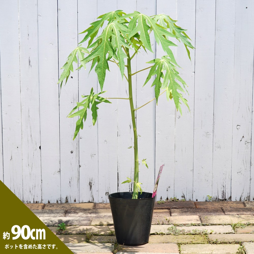 パパイヤ ダイナミックゴールド 1