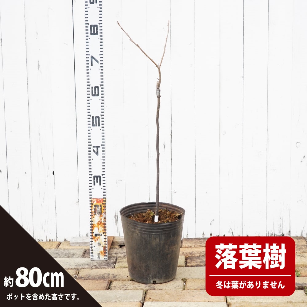 ペカンナッツ ケープフェア 苗 販売 苗木部 By 花ひろばオンライン