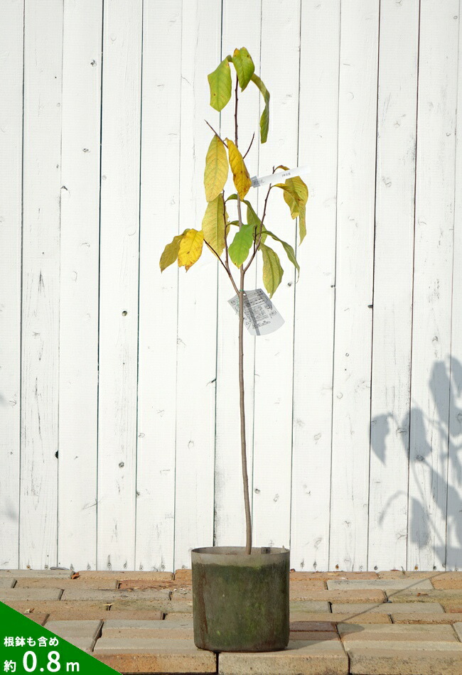 ポポー マンゴー 苗 販売 苗木部 By 花ひろばオンライン