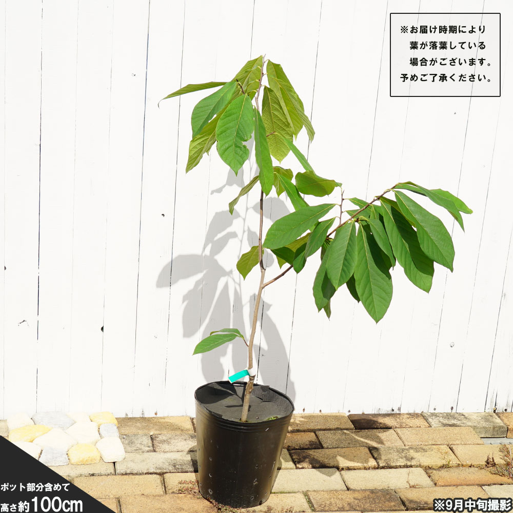 ポポー ウェールズ 苗 通販 苗木部 By 花ひろばオンライン