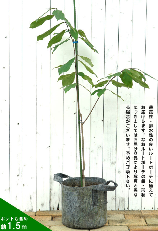 ポポー プロリフィックス 苗 通販 苗木部 By 花ひろばオンライン