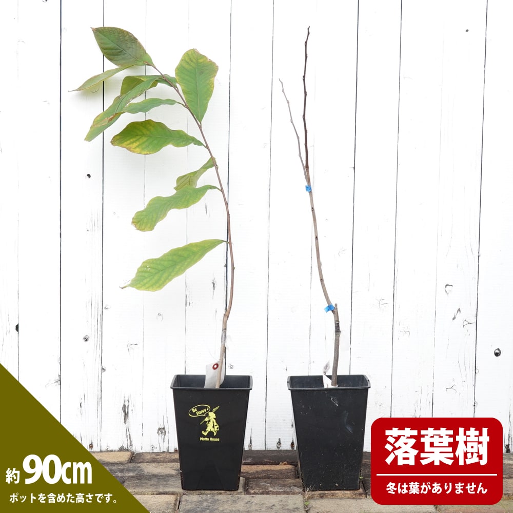 ポポー ミッチェル 苗 販売 苗木部 By 花ひろばオンライン