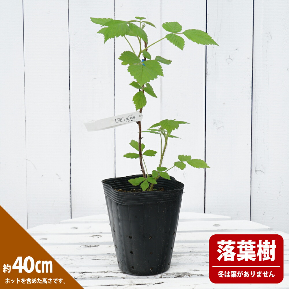 ラズベリー マリングデュライトレッド 苗 販売 苗木部 By 花ひろば