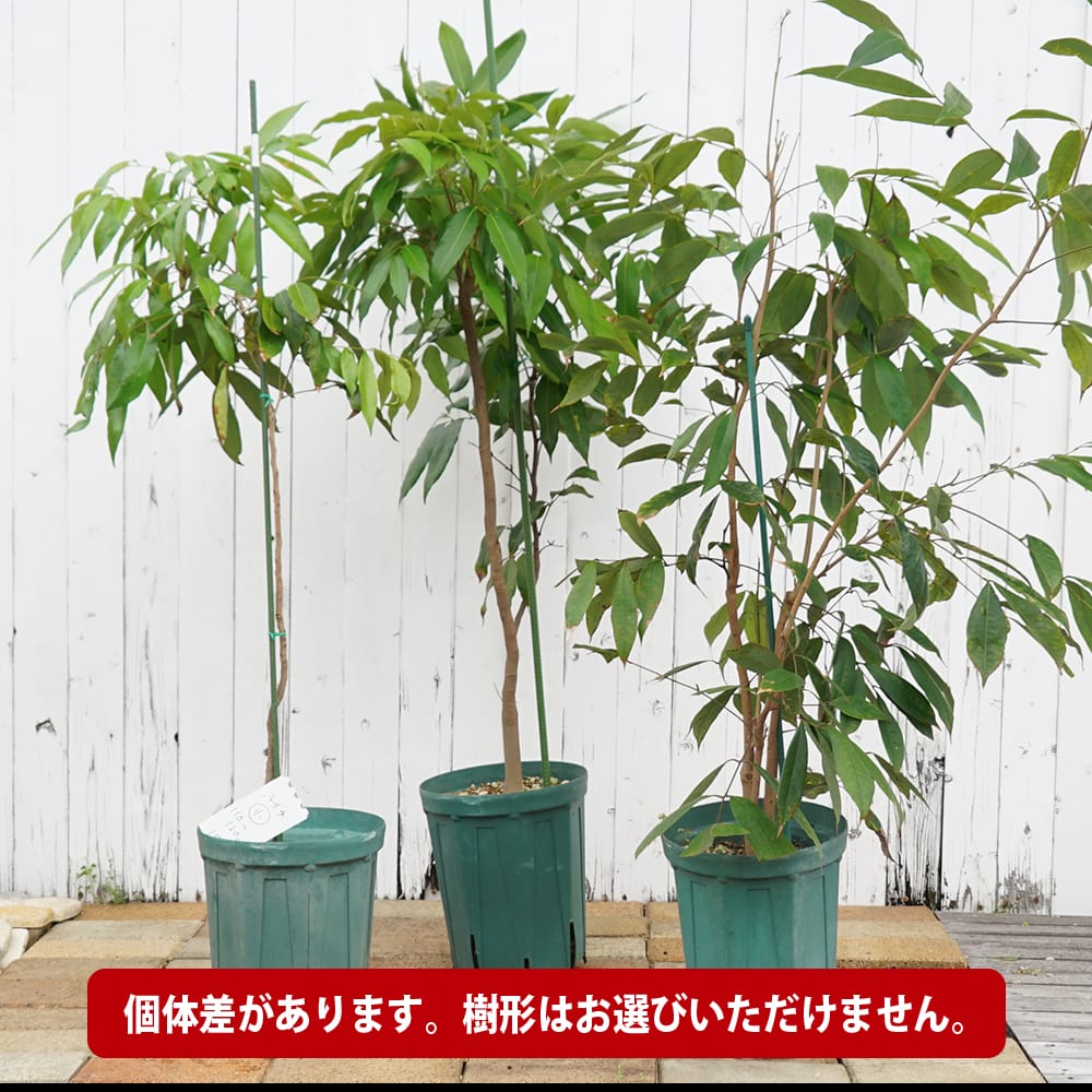 レイシ・ライチ ジャカパット 4