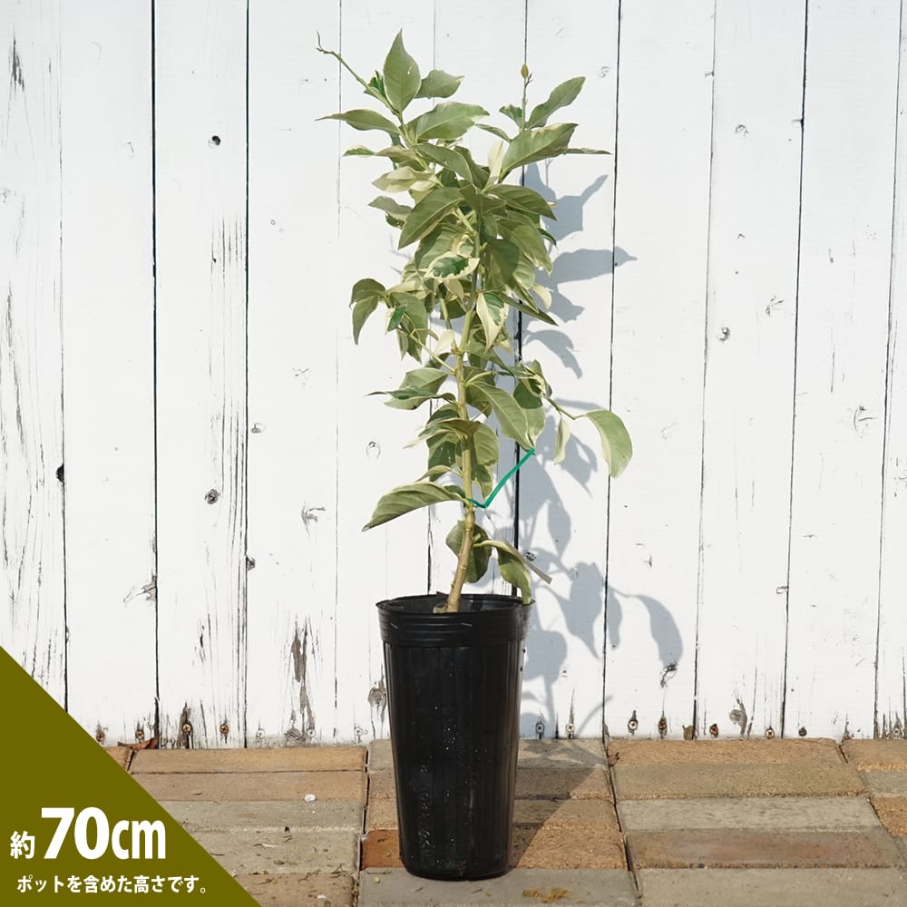 柑橘 レモン ピンクレモネード 苗 通販 苗木部 By 花ひろばオンライン