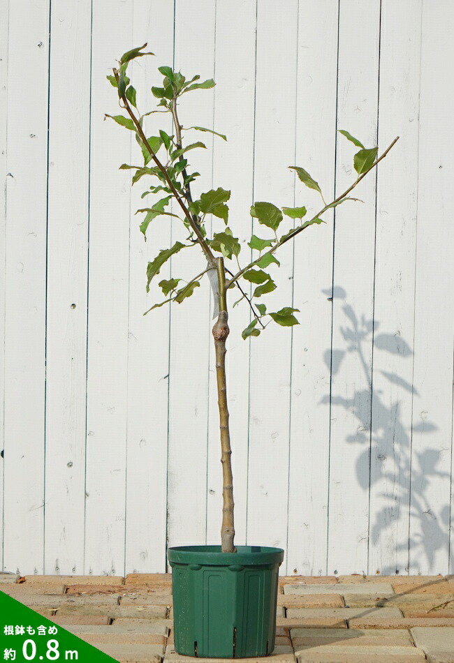 リンゴ 選抜王林 苗 おすすめ 苗木部 By 花ひろばオンライン