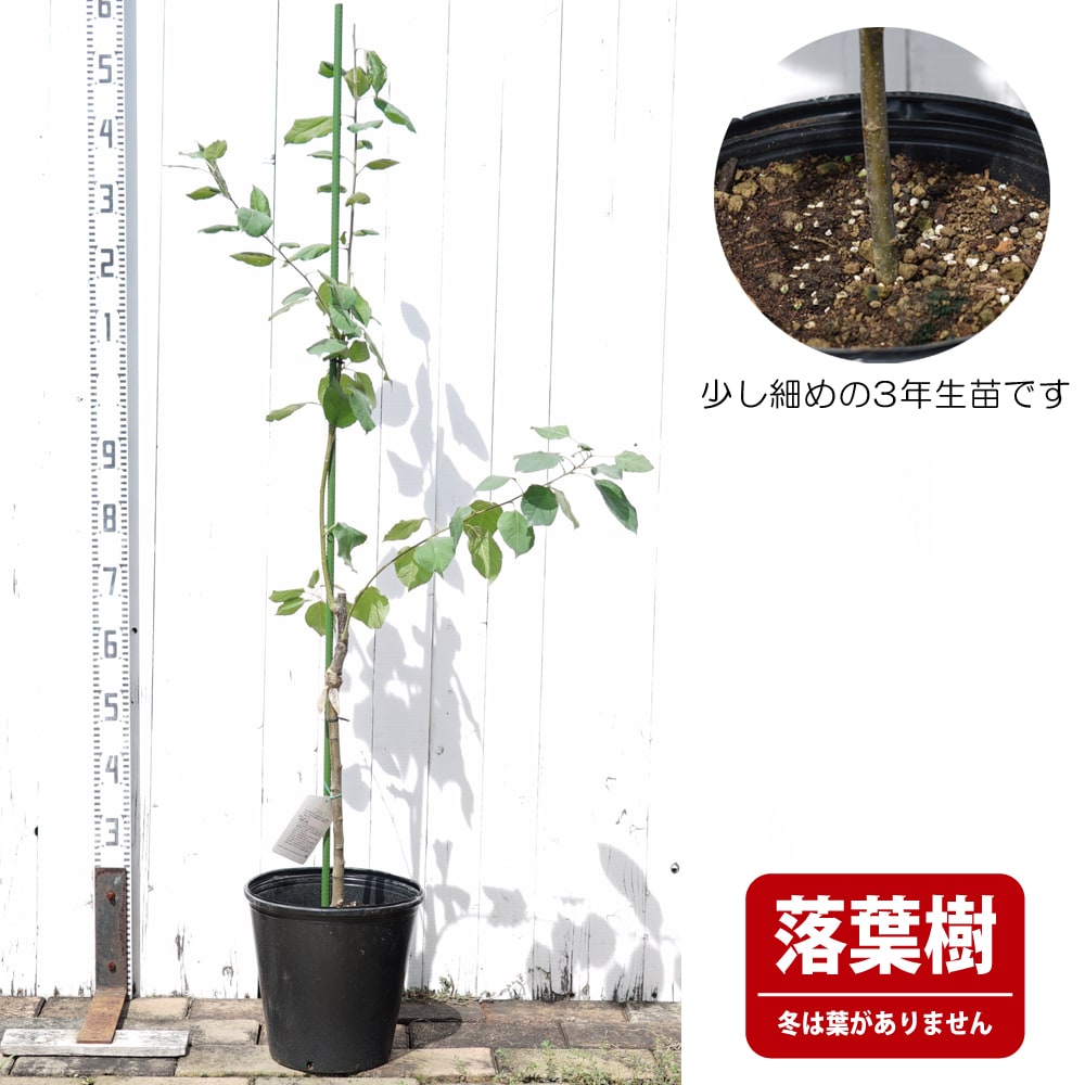 リンゴ 選抜富士 苗 通販 苗木部 By 花ひろばオンライン