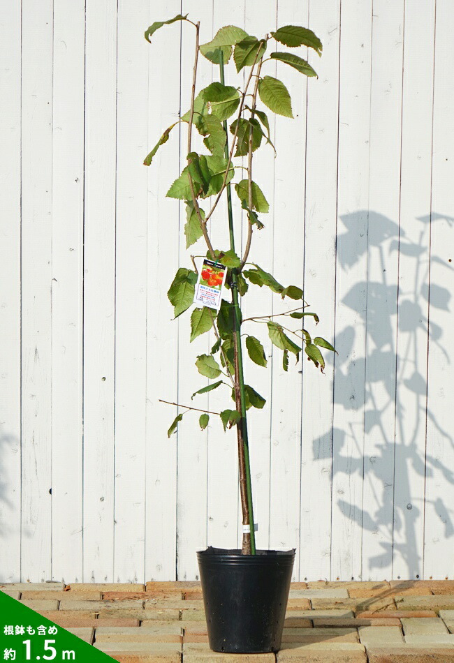 サクランボ 紅きらり 苗 おすすめ 苗木部 By 花ひろばオンライン