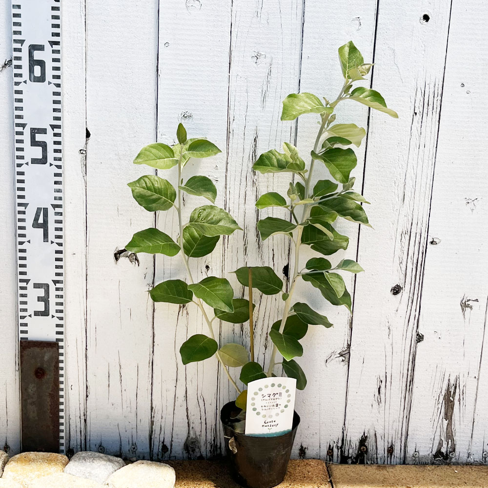 グミ 落葉性 シマグミの通販 苗木部 By 花ひろばオンライン