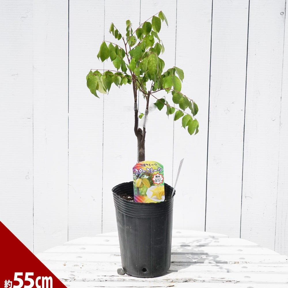 スターフルーツ 甘味系 スターフルーツ 苗 販売 苗木部 By 花ひろば