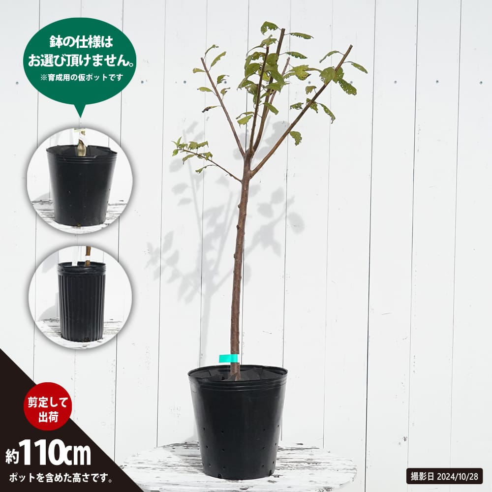 プラム・スモモ プルーン シュガー 苗 植え方 苗木部 By 花ひろば