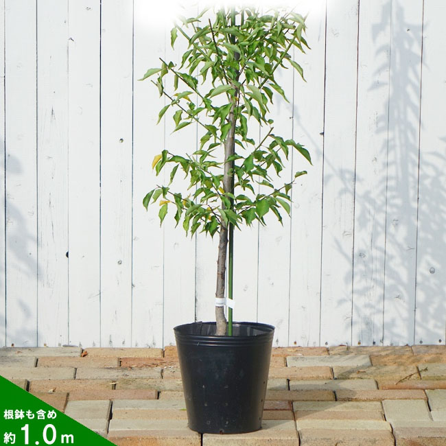 ウメ 実梅 白加賀 苗 通販 苗木部 By 花ひろばオンライン