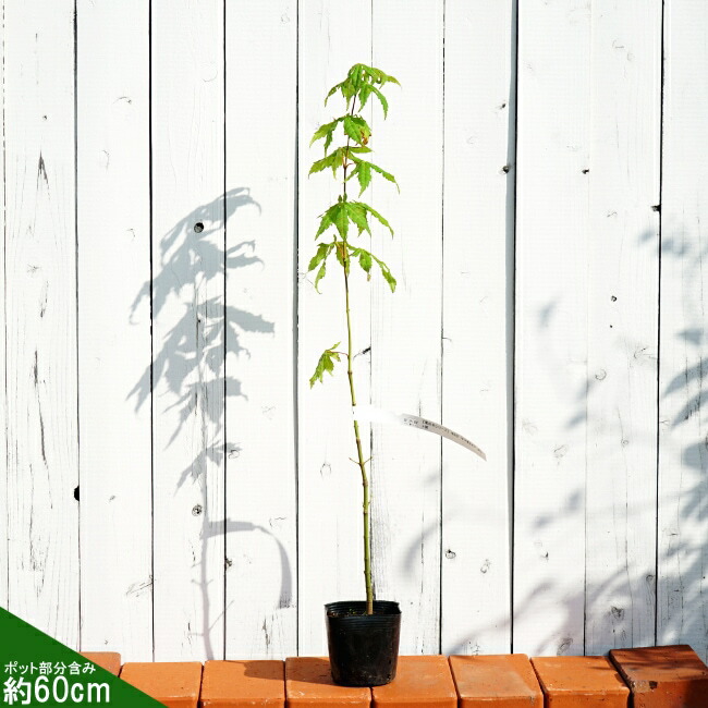 カエデ・もみじ ヤマモミジ 苗 販売 苗木部 By 花ひろばオンライン