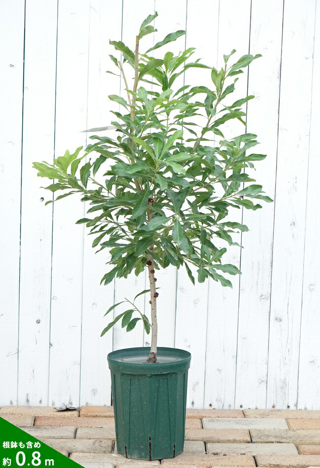 ヤマモモ メス 東魁 苗 通販 苗木部 By 花ひろばオンライン