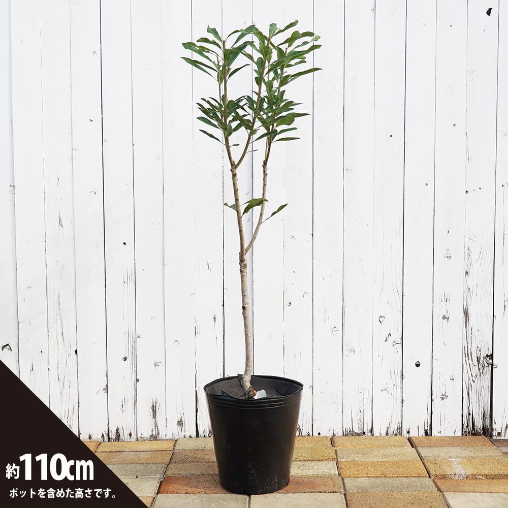 ヤマモモ メス 東魁 苗 おすすめ 苗木部 By 花ひろばオンライン