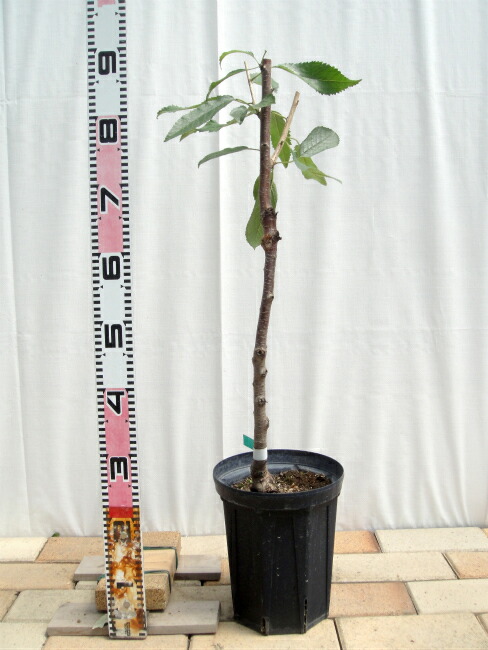 サクランボ 高砂の苗木通販 苗木部 By 花ひろばオンライン