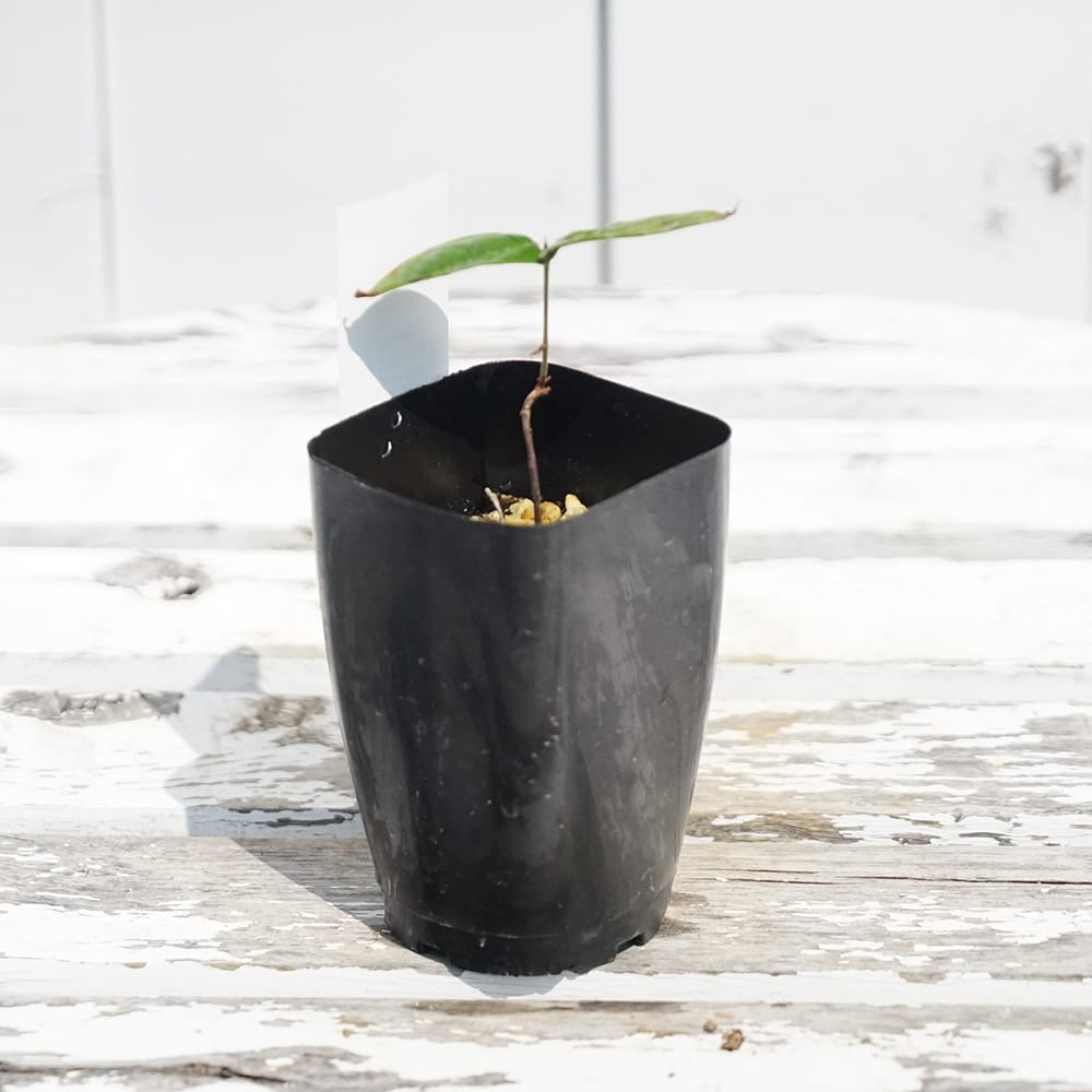 ホワイトジャボチカバ ブランカメル 苗 販売 苗木部 By 花ひろばオンライン