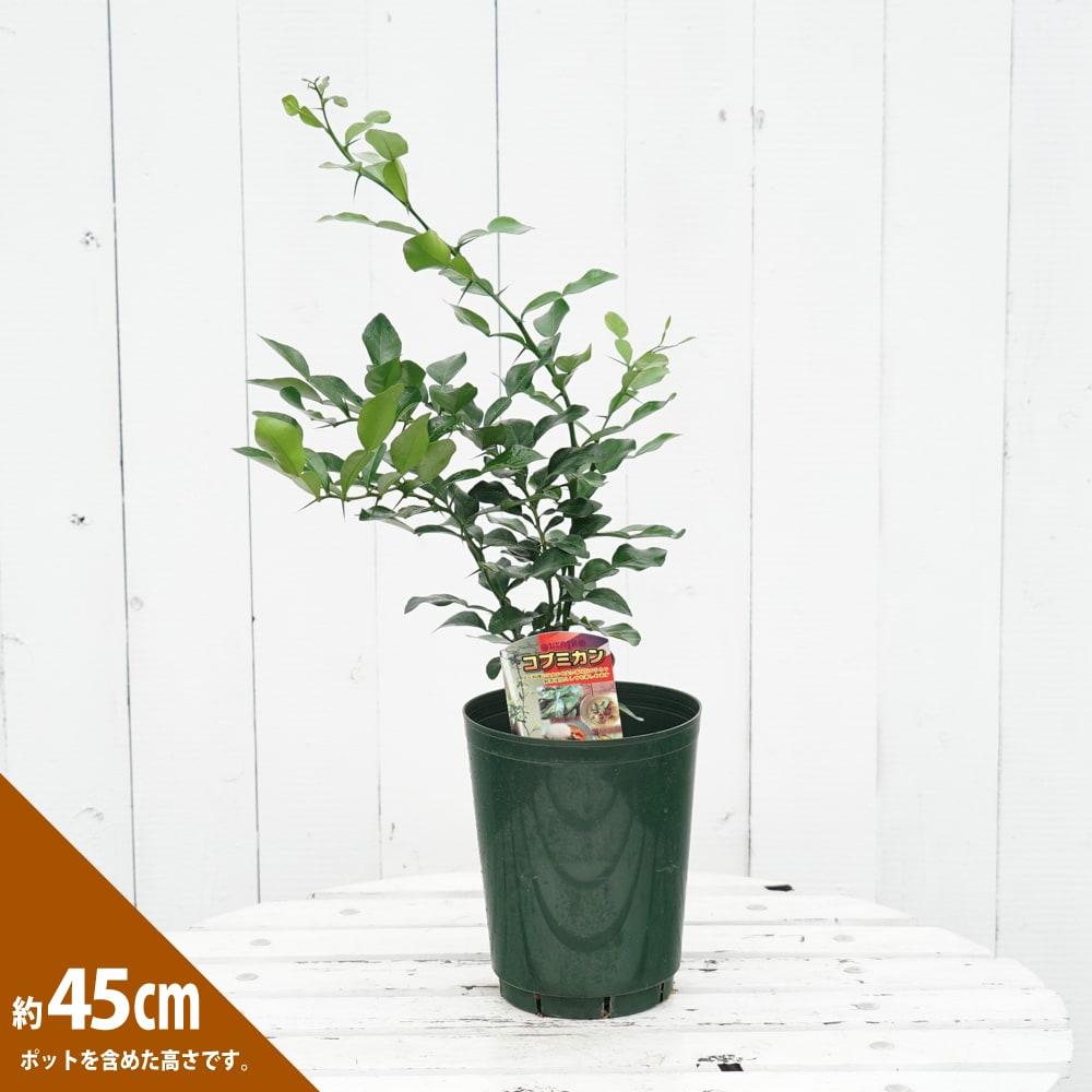 柑橘 亜熱帯性柑橘 こぶみかん 苗 育て方 苗木部 By 花ひろば