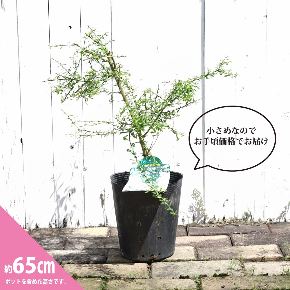 フィンガーライム 緑実 2