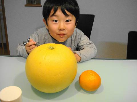 柑橘 晩白柚 2
