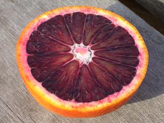 モロ ブラッドオレンジ 苗 育て方 苗木部 By 花ひろばオンライン