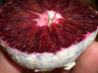 モロ ブラッドオレンジ 苗 育て方 苗木部 By 花ひろばオンライン