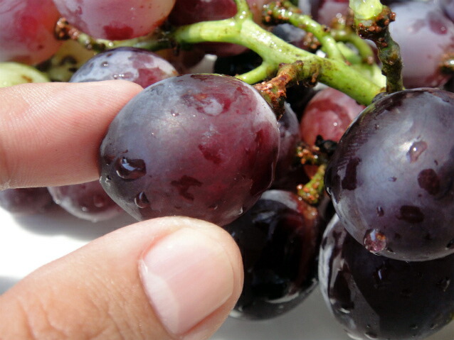 ブドウ ブラックビート 3