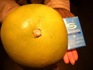 柑橘 ザボン チャンドラポメロ 苗 販売 苗木部 By 花ひろばオンライン