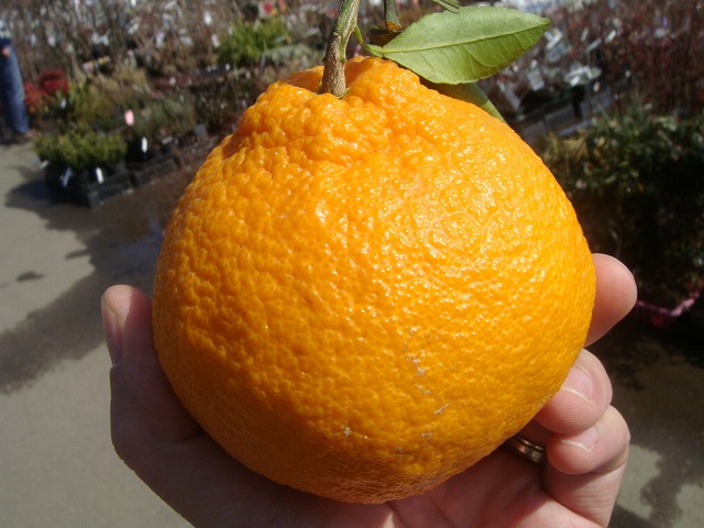 柑橘 デコポン 4