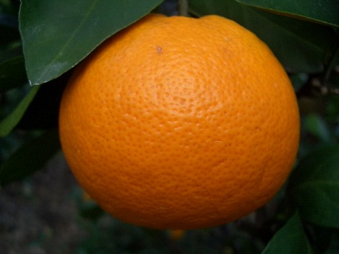 柑橘みかん