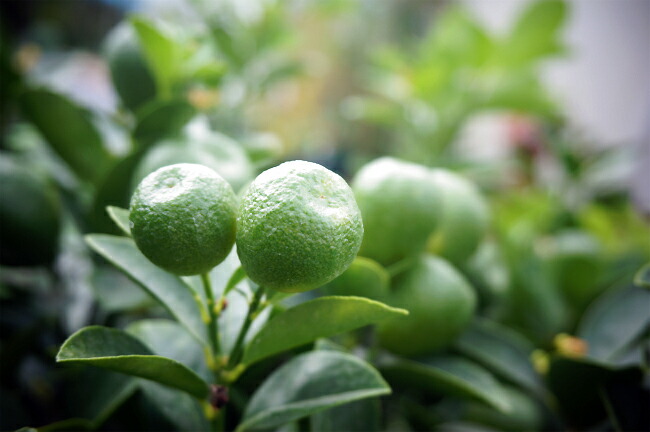 柑橘 大実金柑 福寿 （きんかん ふくじゅ） 5