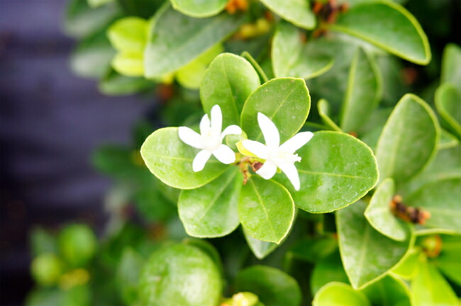 柑橘 大実金柑 福寿 （きんかん ふくじゅ） 6