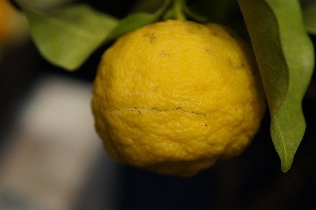 柑橘 柚子 花柚子 苗 通販 苗木部 By 花ひろばオンライン